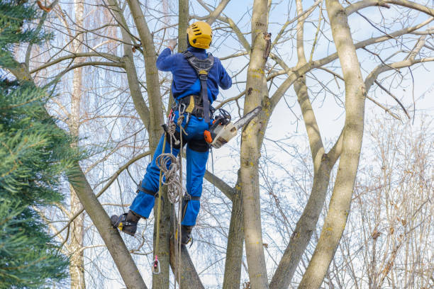 Best Tree Health Inspection  in Rockford, IL