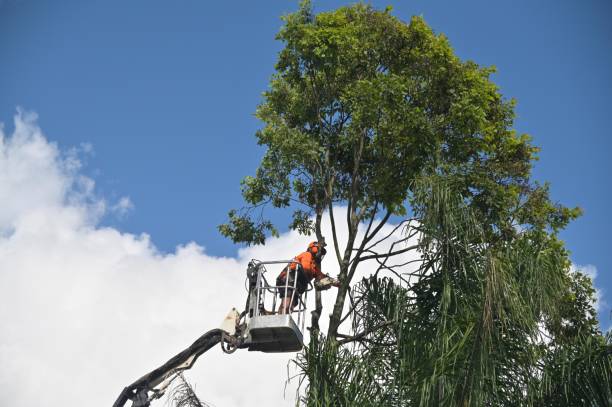 Best Tree Risk Assessment  in Rockford, IL